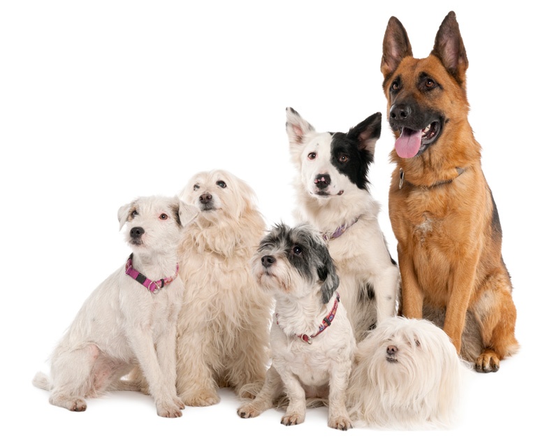 Chesterfield Dog Rescue Centre Chesterfield Dog Rescue Centre