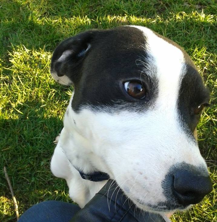 Hugo Dog Adoption Chesterfield Animal Rescue