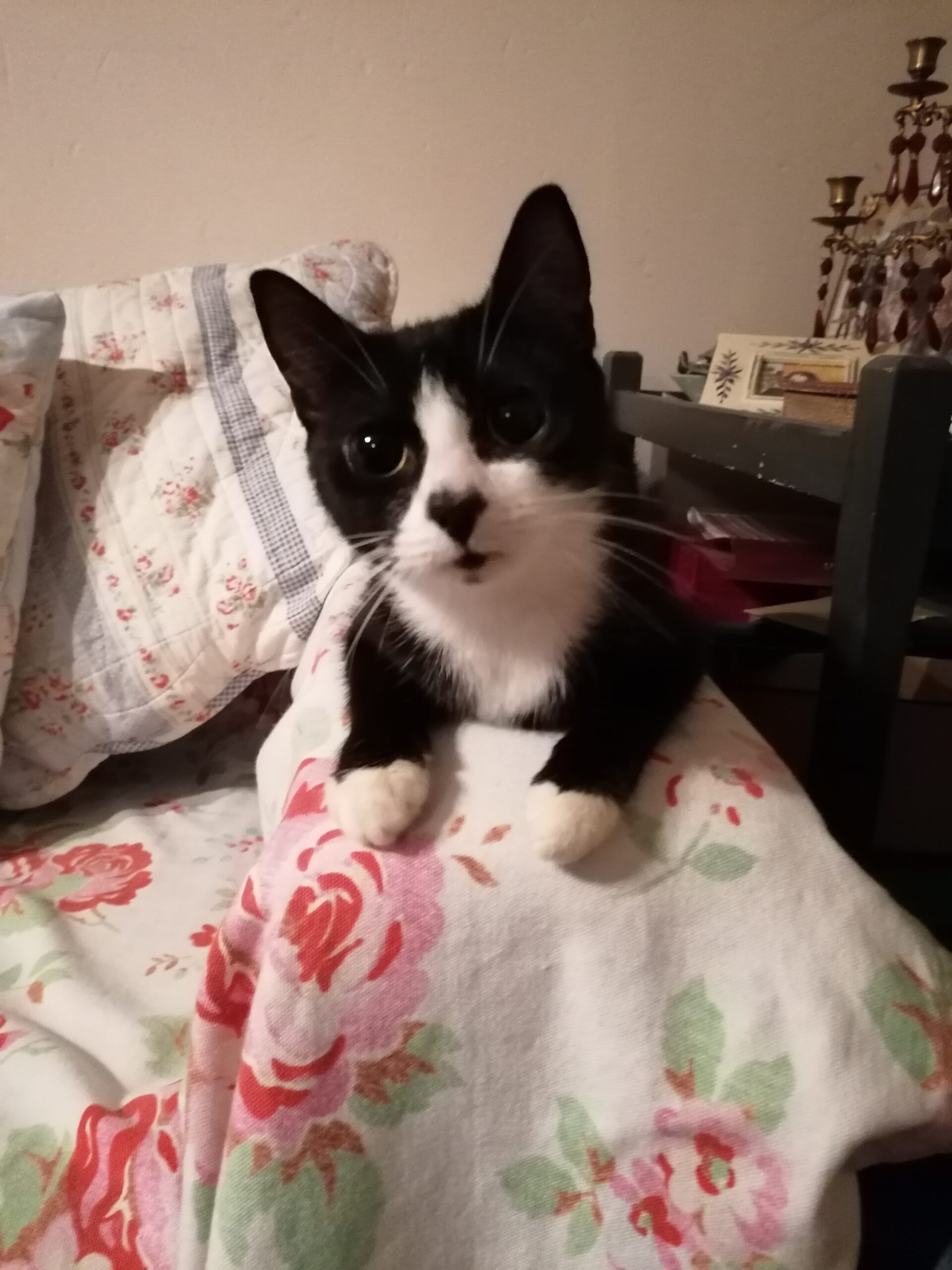 Buttons Cat Adoption Chesterfield Animal Rescue