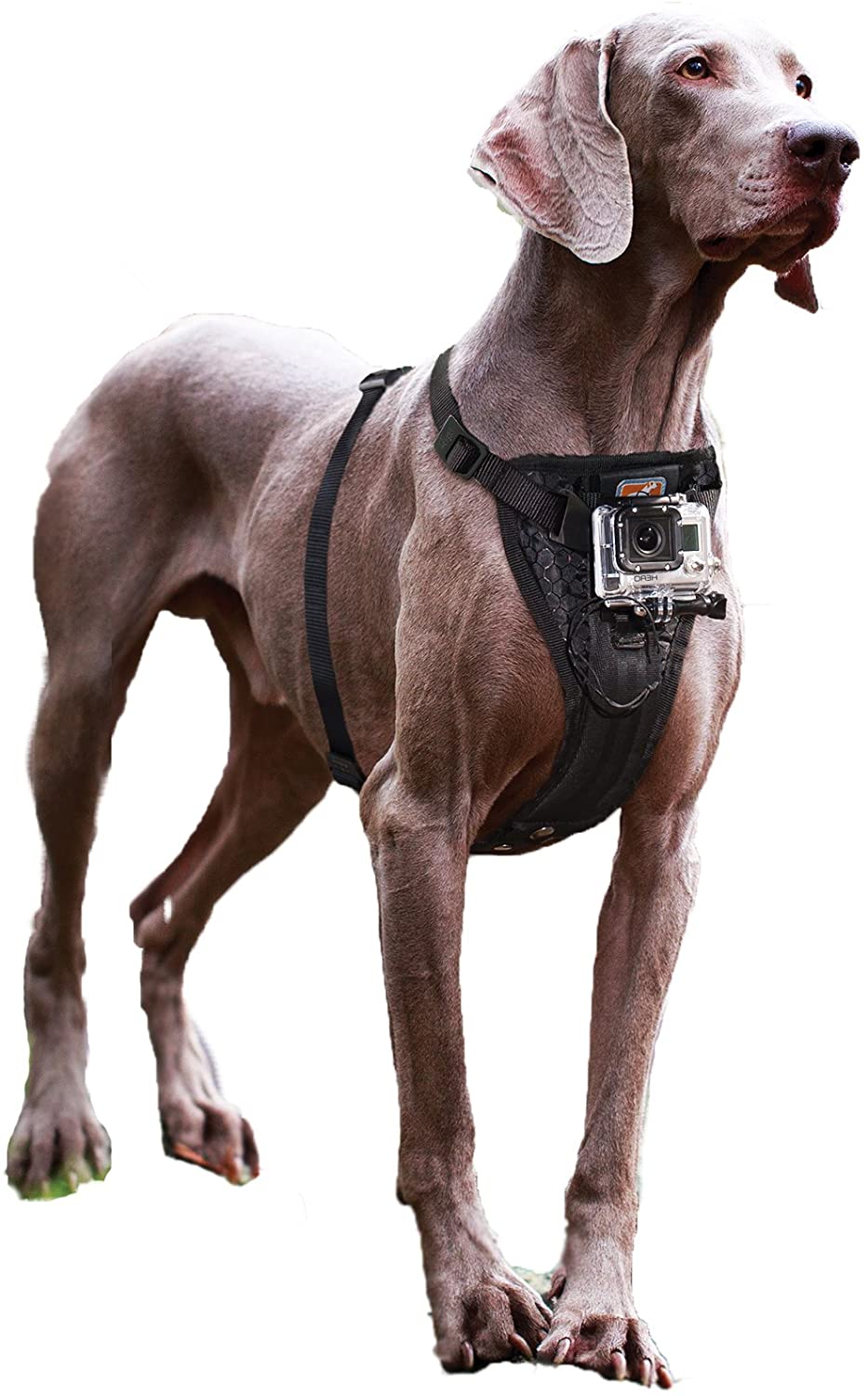 71S7UHbReQL._AC_SL1500_