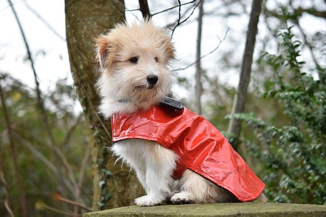 Dog Coats
