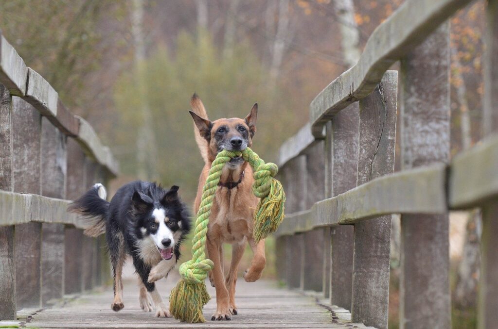 Dog Toys